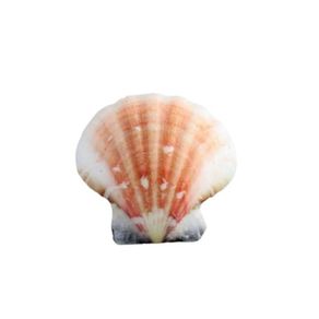 Concha Mar Bractechlamys Vexillum Natural 000 C/5Und Concha Mar Bractechlamys Vexillum Natural 000 C/5Und