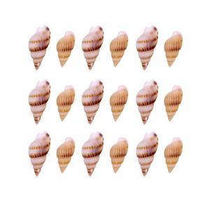 Concha do Mar Caramujo 18-22Mm C/50G