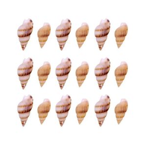 Concha do Mar Caramujo 18-20Mm C/50G Concha do Mar Caramujo 18-20Mm C/50G