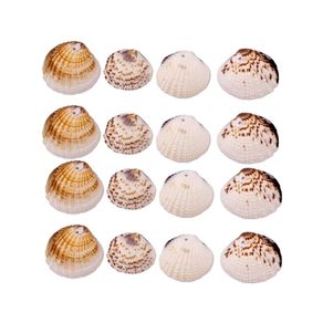 Concha do Mar Bogotan 28X25mm C/50G Concha do Mar Bogotan 28X25mm C/50G