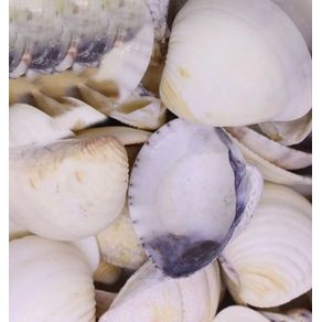 Concha do Mar Vongole 3,5X3 C/50G Concha do Mar Vongole 3,5X3 C/50G